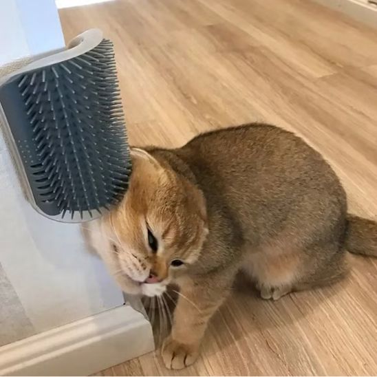 Brosse chat