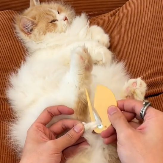 Démêleur à noeud pour chat